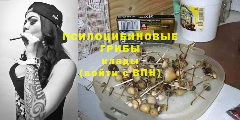 где продают   Цоци-Юрт  Псилоцибиновые грибы Psilocybe 